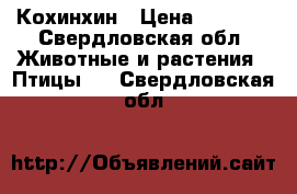 Кохинхин › Цена ­ 2 000 - Свердловская обл. Животные и растения » Птицы   . Свердловская обл.